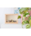 Wooden piggy bank 17x12x4 cm. with glass Ref.AW2844